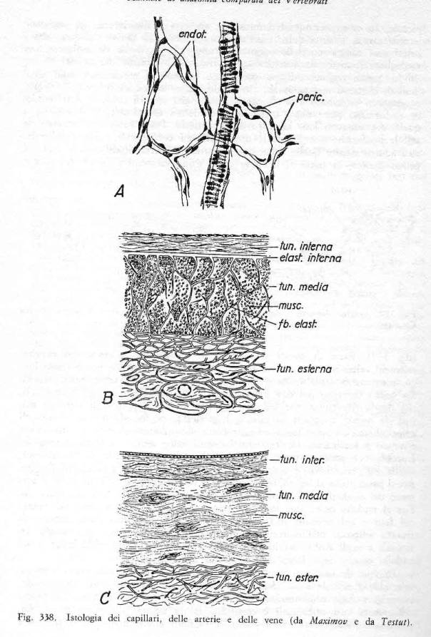 capillari